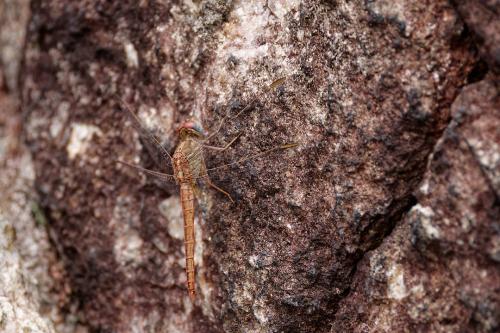 Réf. 353 765 : Crocothemis sp.